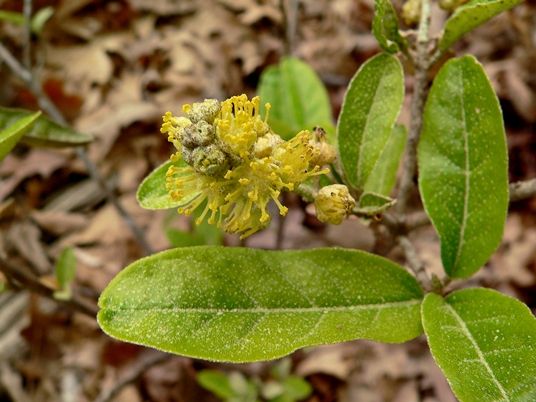 {Croton alabamensis}